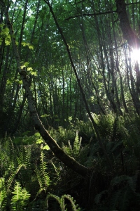 The sun slanting through our temperate rainforest.  It now is finally starting to look the part.